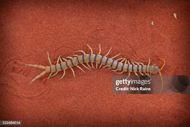 centipede at cravens peak - centipede 個照片及圖片檔