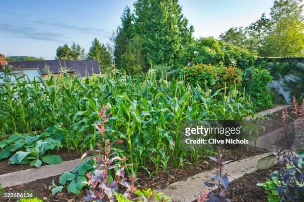 vegetable garden - vegetable garden stock pictures, royalty-free photos & images