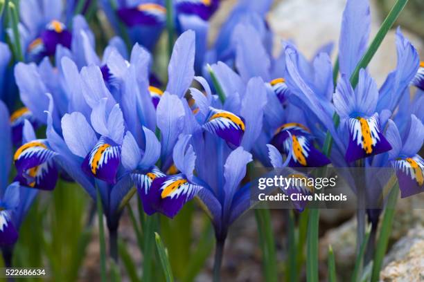 flowering garden - the purple iris stock pictures, royalty-free photos & images