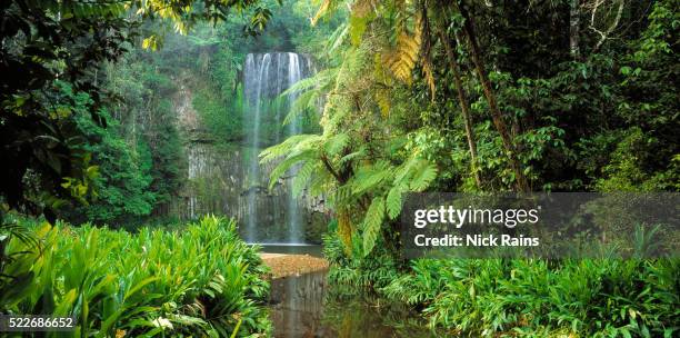 millaa millaa falls - queensland rainforest stock pictures, royalty-free photos & images