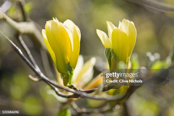 flowering garden - magnolia stellata stockfoto's en -beelden