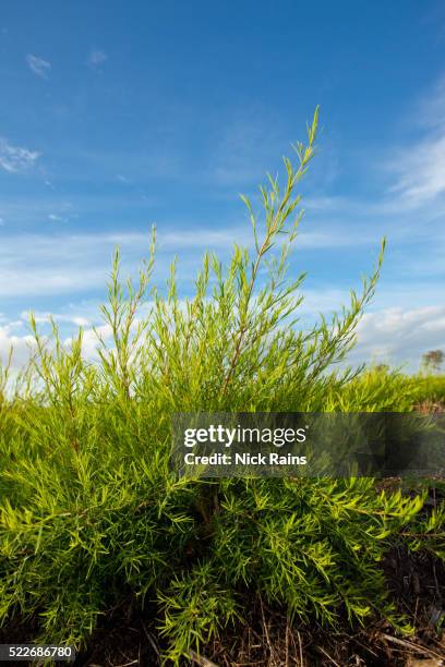 tea trees - tea tree stock pictures, royalty-free photos & images