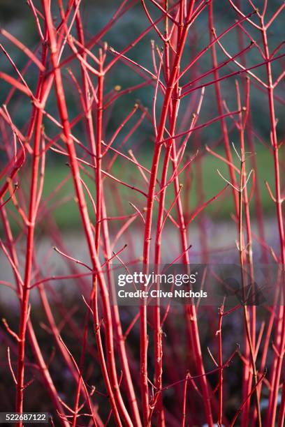 flowering garden - dogwood stock pictures, royalty-free photos & images