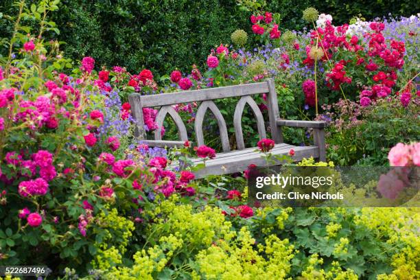 flowering garden - pie de león fotografías e imágenes de stock