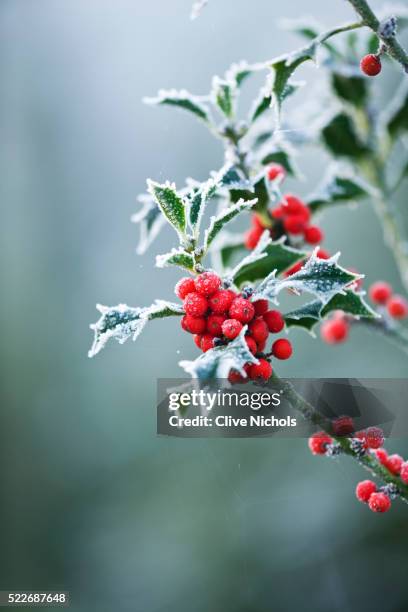 holly - holly berry stock pictures, royalty-free photos & images