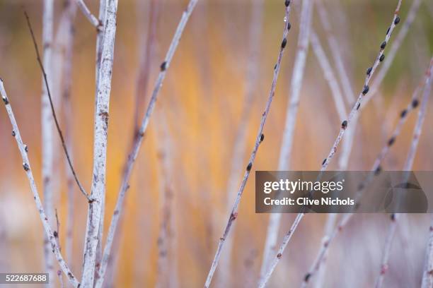 silver bark of the willow - willow stock pictures, royalty-free photos & images