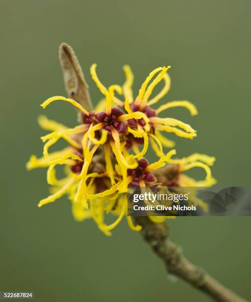 blossoming flowers - hamamelis stock-fotos und bilder