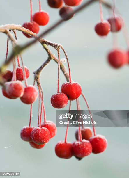 fruit of malus hupehensis - malus hupehensis stock pictures, royalty-free photos & images