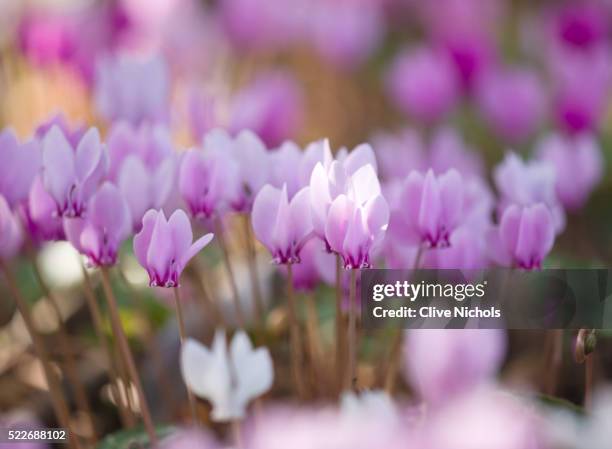 blossoming flowers - cyclamen stock pictures, royalty-free photos & images