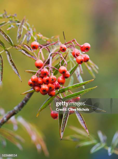 berries of sorbus commixta 'olympic flame' - vogelbeerbaum stock-fotos und bilder