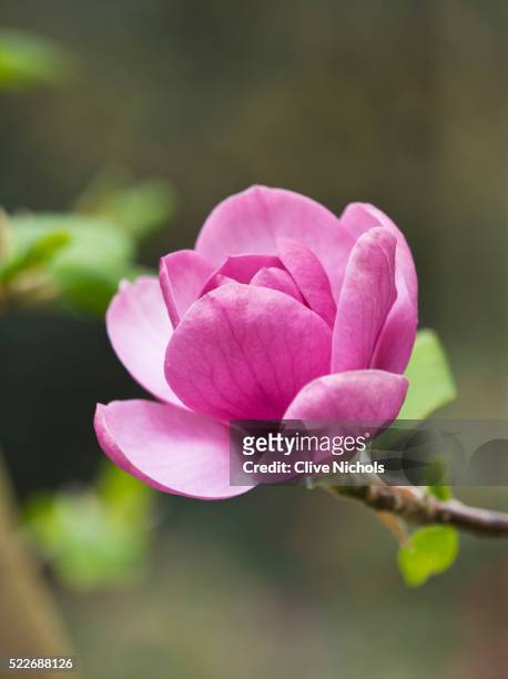 magnolia 'black tulip' - magnolia imagens e fotografias de stock