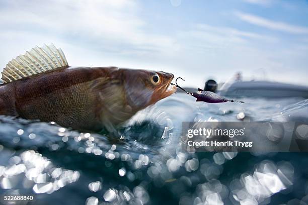 pike-perch - perch ストックフォトと画像