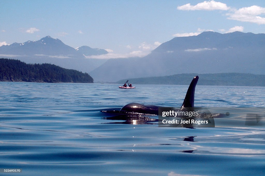 Orca whale, sea kayakers, Vancouver Island, Canada, Johnstone Strait