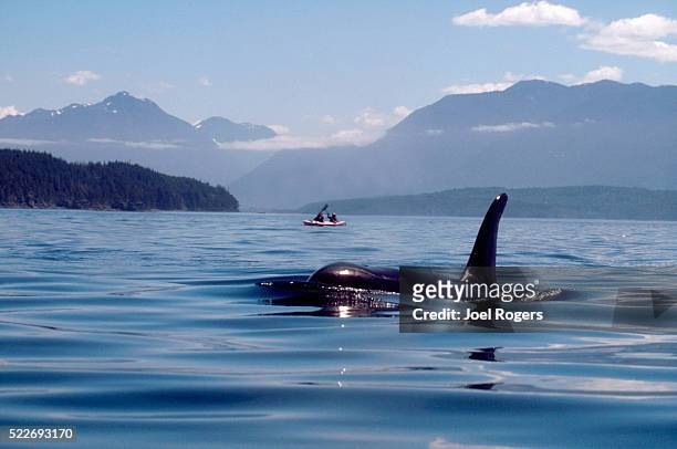 orca whale, sea kayakers, vancouver island, canada, johnstone strait - sea kayaking imagens e fotografias de stock