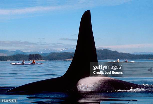 orca whale, sea kayakers, johnstone strait, british columbia, canada - sea kayaking imagens e fotografias de stock