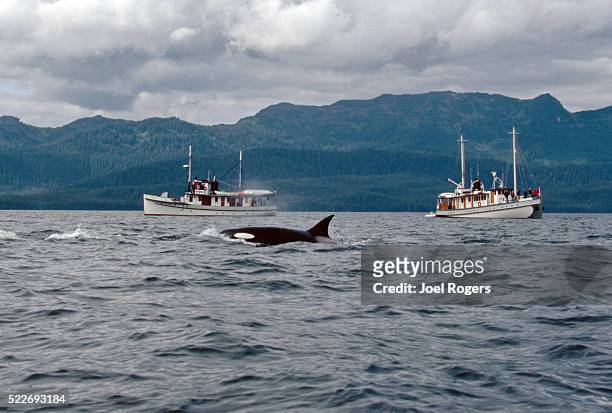 alaska, southeast alaska, orca whale, yachts, small ship cruises - killer whale stock pictures, royalty-free photos & images