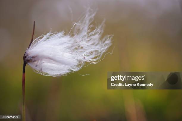 cotton grass, iceland - wollgras stock-fotos und bilder