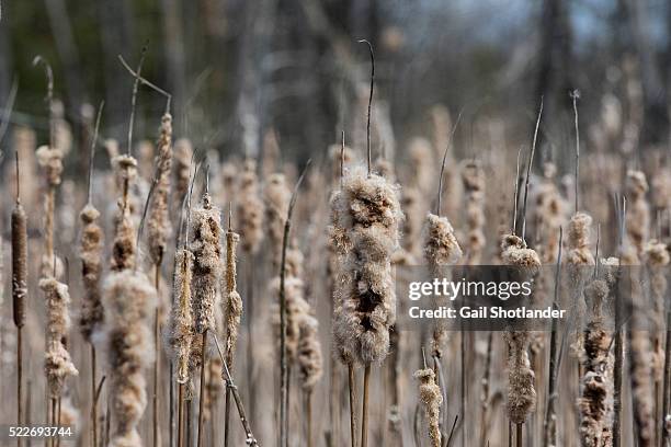 Bullrush Early Spring 531 Sedge Seed Stock Photos, High-Res Pictures, and Images - Getty Images