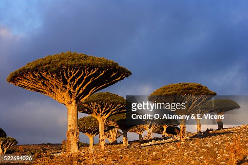 658 Socotra Island Photos and Premium High Res Pictures - Getty Images