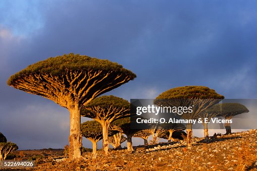 658 Socotra Island Photos and Premium High Res Pictures - Getty Images 658 Socotra Island Photos and Premium High Res Pictures - Getty Images