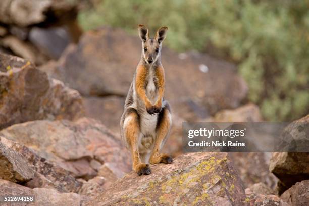 yellow-footed rock wallaby - wallaby foto e immagini stock