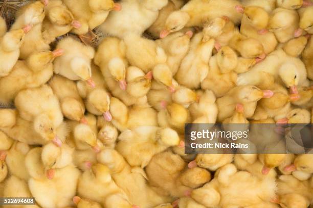 ducklings for sale at market - duckling foto e immagini stock