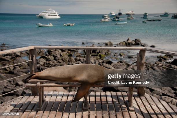 sea lion takes a nap on public bench, port aroya, galapagos isla - zeeleeuw stockfoto's en -beelden