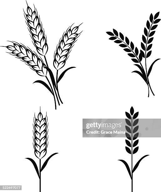 stockillustraties, clipart, cartoons en iconen met wheat plants - vector - grains