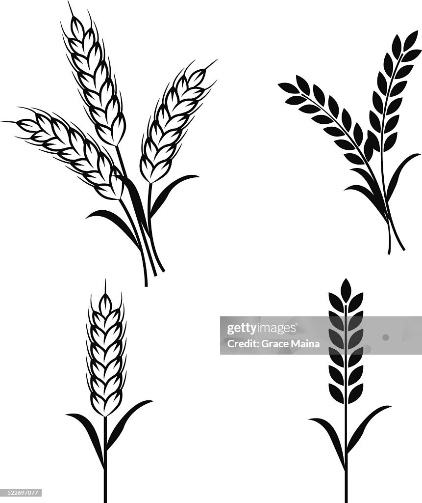 Wheat plants - VECTOR