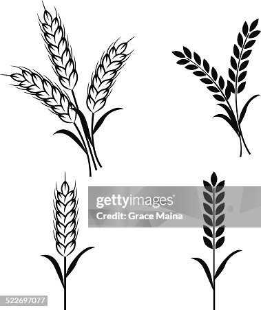 Wheat plants - VECTOR Wheat plants - VECTOR