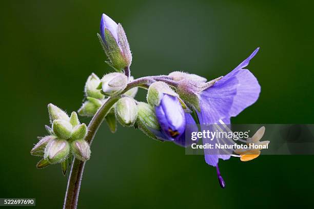 jacob's ladder (polemonium caeruleum) blooming - blütentraube stock-fotos und bilder