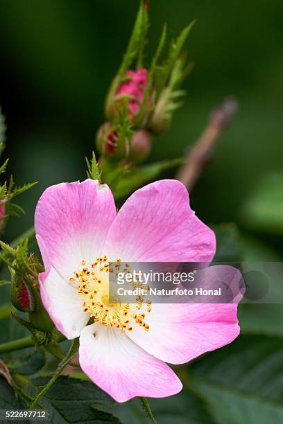 sweet briar rose - rosa eglanteria stock pictures, royalty-free photos & images