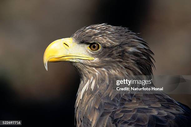 close up of white tailed eagle (haliaeetus albicilla) - becco foto e immagini stock