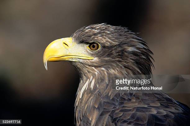 close up of white tailed eagle (haliaeetus albicilla) - beak ストックフォトと画像