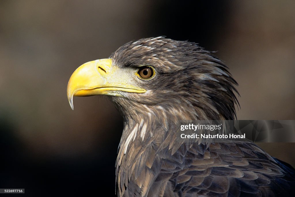 Close up of White tailed Eagle (Haliaeetus albicilla)