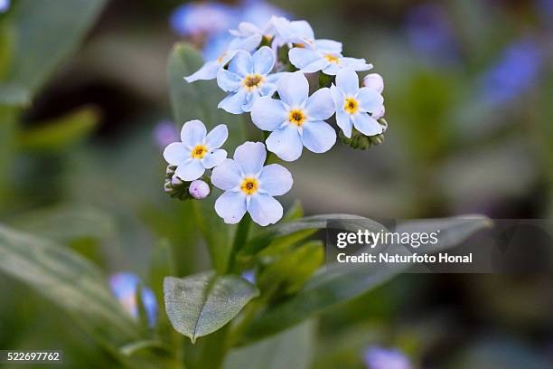 water forget-me-not - forget me not stockfoto's en -beelden