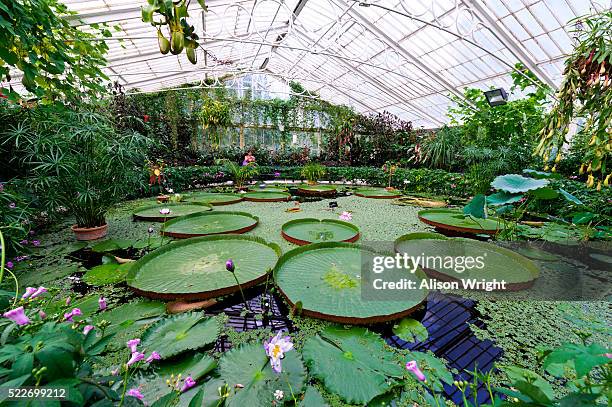 kew gardens, lily pads and lotus flowers - royal botanic gardens fotografías e imágenes de stock