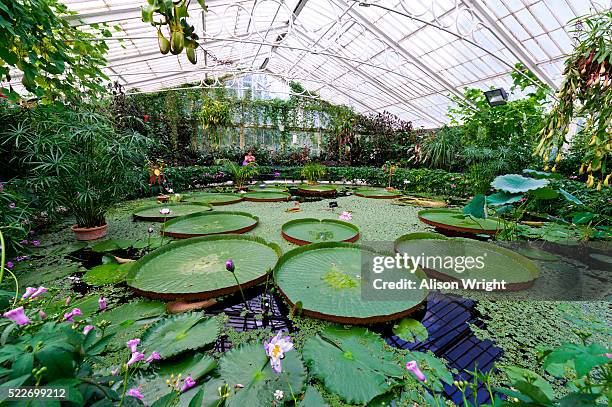 kew gardens, lily pads and lotus flowers - kew gardens conservatory stock pictures, royalty-free photos & images