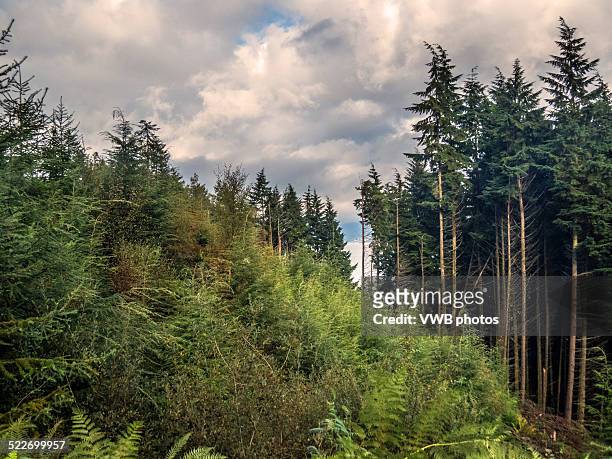 woodland with scots pines - douglas fir stock pictures, royalty-free photos & images