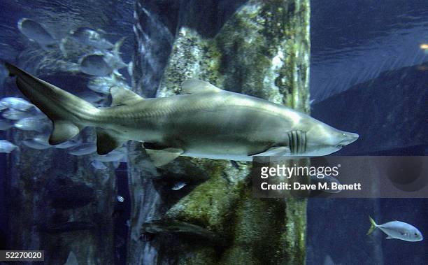 Shark is pictured during the book launch party for The Fast Show's Charlie Higson's new book "SilverFin" - about a young James Bond - at The...