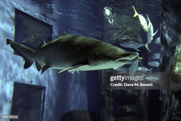 Shark is pictured during the book launch party for The Fast Show's Charlie Higson's new book "SilverFin" - about a young James Bond - at The...