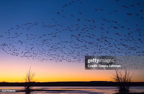 bosque del apache national wildlife refuge, new mexico - bosque del apache national wildlife reserve stockfoto's en -beelden