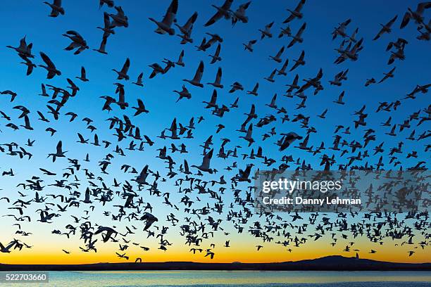 bosque del apache national wildlife refuge, new mexico - flock stock-fotos und bilder