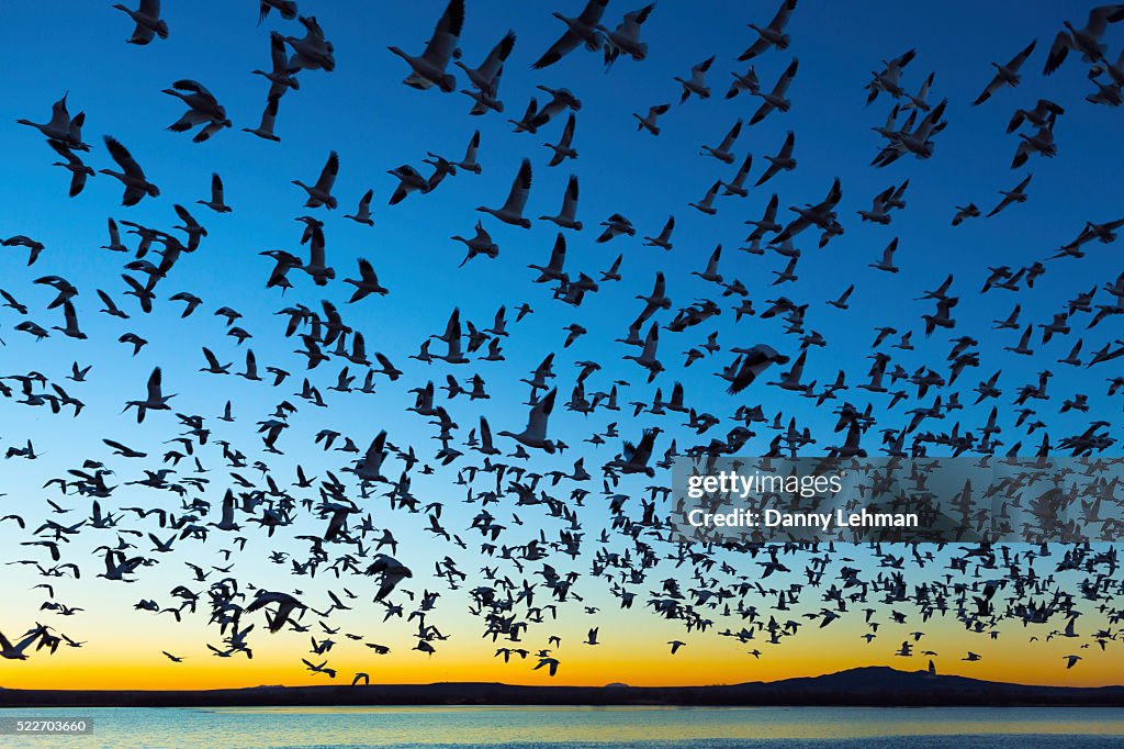 Bosque del Apache National Wildlife Refuge, New Mexico
