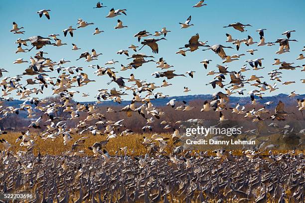 bosque del apache national wildlife refuge, new mexico - bosque del apache national wildlife reserve stockfoto's en -beelden