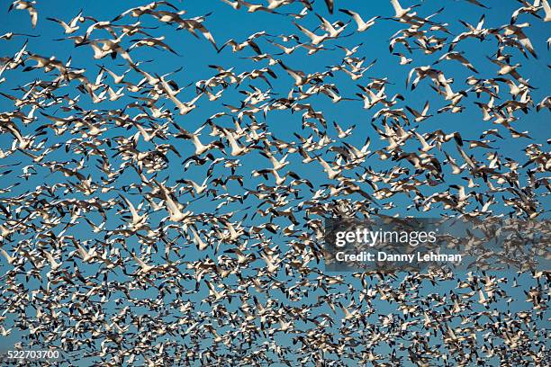 bosque del apache national wildlife refuge, new mexico - bosque del apache national wildlife reserve stockfoto's en -beelden