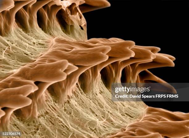 Radula Shells 11 Snail Radula Stock Photos, High-Res Pictures, and Images - Getty Images