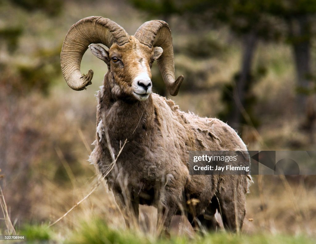 Bighorn Sheep