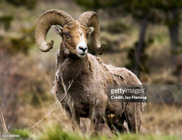 bighorn sheep - ram stock pictures, royalty-free photos & images