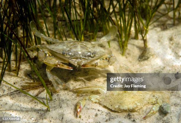blue crab ecdysis - molting crab stock pictures, royalty-free photos & images